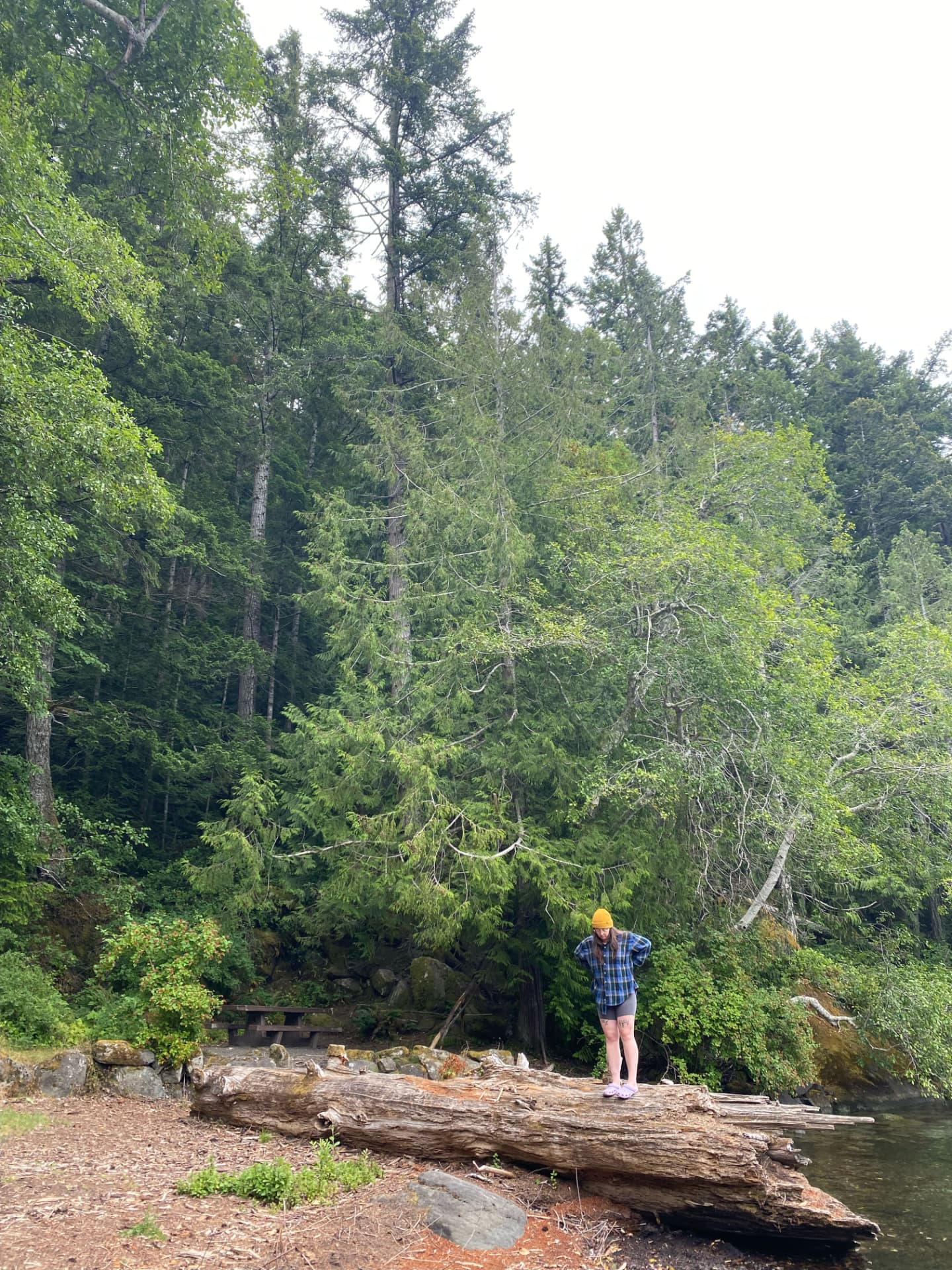 A quiet forest walk representing movement adapted to the day